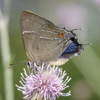 White M Hairstreak