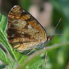 Pearl Crescent