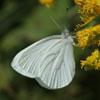Mustard White