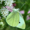 Cabbage White