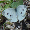 Cabbage White
