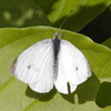 Cabbage White