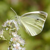 Cabbage White