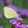 Cabbage White