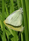 Cabbage White