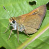 Crossline Skipper