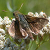 Crossline Skipper