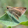 Crossline Skipper