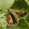 Crossline Skipper