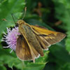 Crossline Skipper