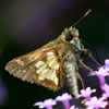 Peck's Skipper