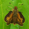 Peck's Skipper