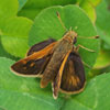 Peck's Skipper