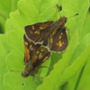 Peck's Skipper