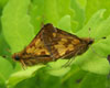 Peck's Skipper