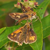 Peck's Skipper
