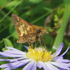 Peck's Skipper