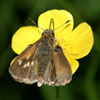 Tawny-edged Skipper