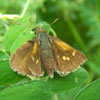 Tawny-edged Skipper
