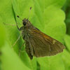Tawny-edged Skipper