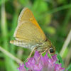 Tawny-edged Skipper