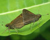 Tawny-edged Skipper