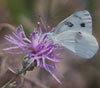 Checkered White