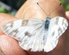 Checkered White