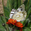 Checkered White