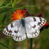 Checkered White