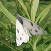 Checkered White