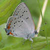 Acadian Hairstreak