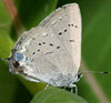 Acadian Hairstreak