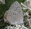 Acadian Hairstreak