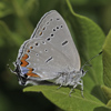 Acadian Hairstreak