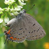 Acadian Hairstreak