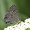 Banded Hairstreak