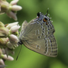 Banded Hairstreak