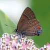 Banded Hairstreak