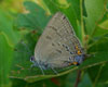 Banded Hairstreak