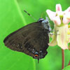 Banded Hairstreak