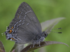 Banded Hairstreak