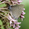 Banded Hairstreak