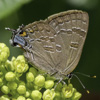 Hickory Hairstreak