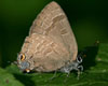 Hickory Hairstreak