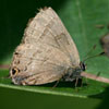 Hickory Hairstreak