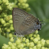 Hickory Hairstreak