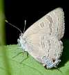 Hickory Hairstreak