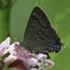 Hickory Hairstreak