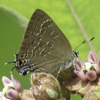 Hickory Hairstreak